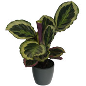 Calathea 'Shinestar' + Cache pot Anthracite